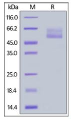 Human Mucin-1, Fc Tag on SDS-PAGE under reducing (R) condition. The gel was stained overnight with Coomassie Blue. The purity of the protein is greater than 95%.